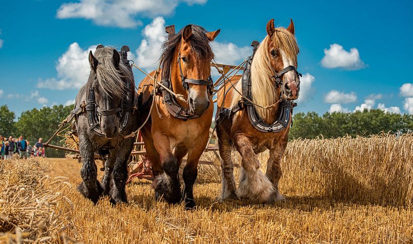 Les étés zélandais de l'époque par Ria Overbeeke