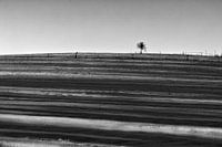 Einsam - Der Baum auf dem Hügel