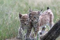 Portrait of two baby lynxes