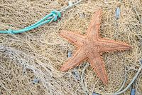 Zeester op vissernet