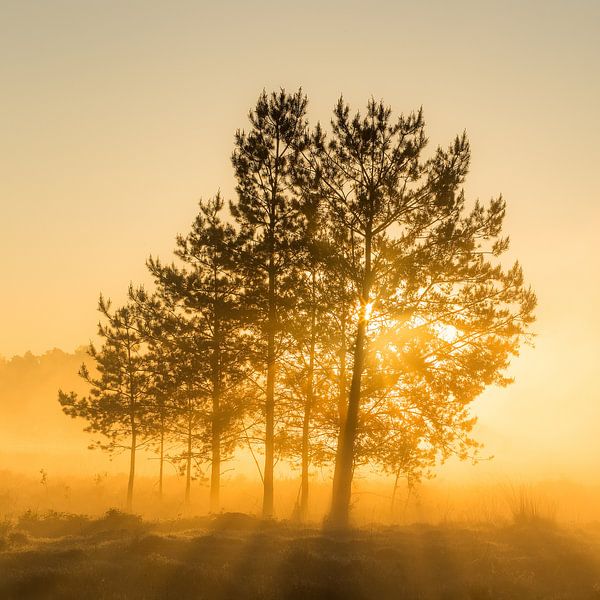Baum mit Sonnenaufgang während der goldenen Stunde | Utrechtse Heuvelrug von Sjaak den Breeje
