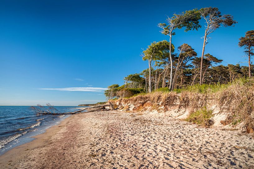 Trees at the wild Darßer Weststrand by Christian Müringer