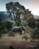 Eléphant dans le parc Kruger, Afrique du Sud