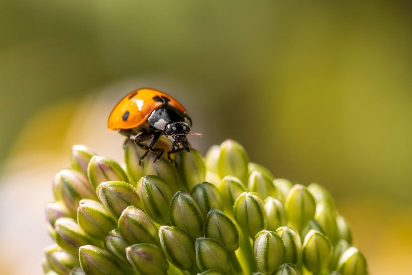 Splendeur naturelle : Coccinelle sur une plante par Laura Wubben