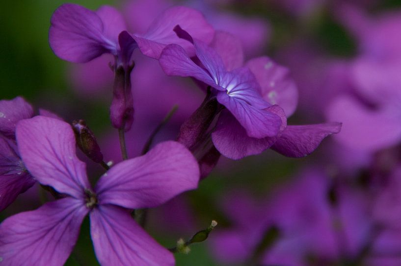 Bloemen von Rick Biermans