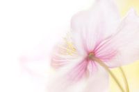 einjährige Blume mit Frühlingsfarben