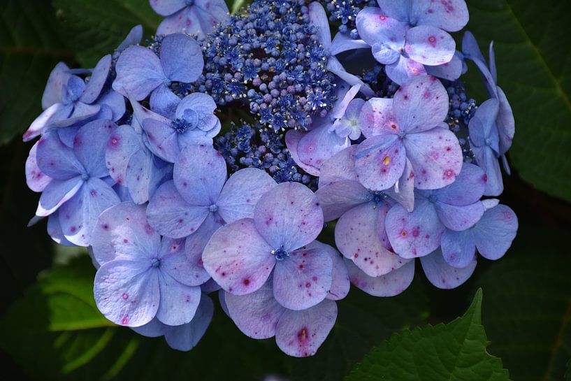 Eine blühende Hortensie im Park von Claude Laprise