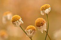 Kamille in Ockergelb, Grün und Braun