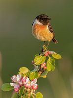 Roodborsttapuit op de appelbloesem