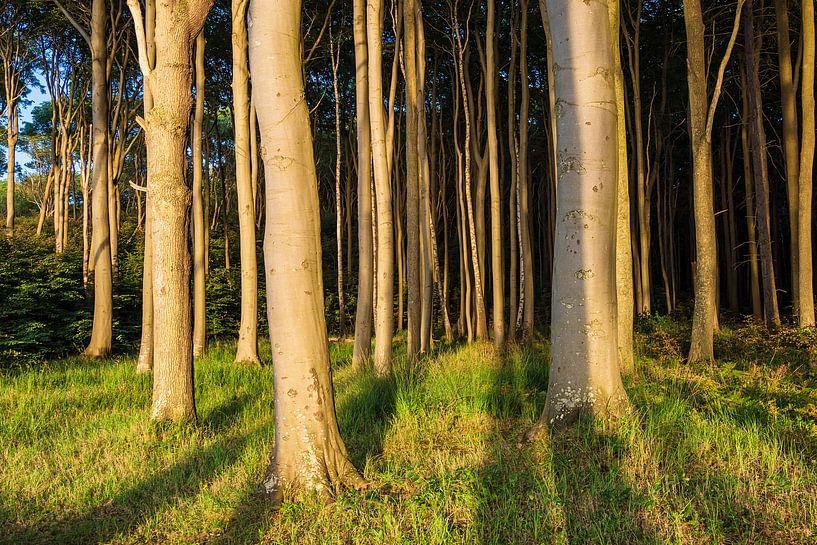 Coastal forest on the Baltic Sea coast in Nienhagen, Germany by Rico Ködder