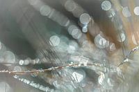 Blingbling  dauwdruppels op gras