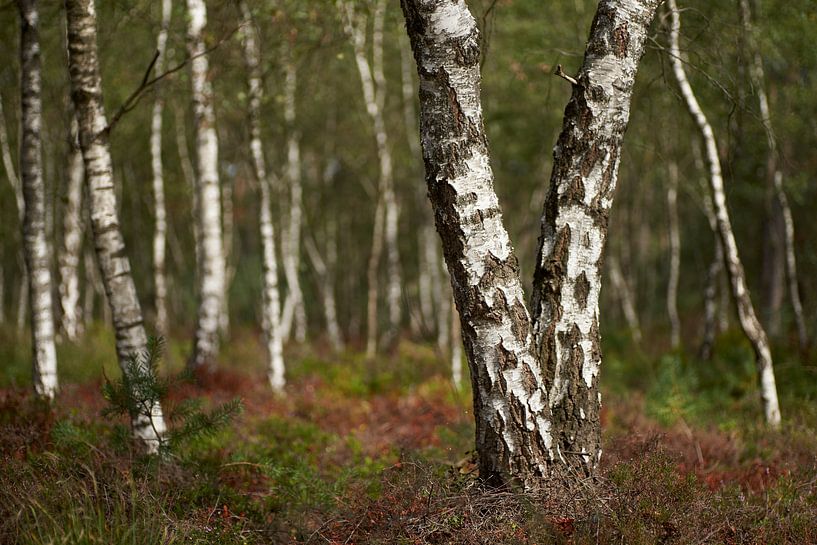 Weiße Birkenstämme auf der Veluwe von Cor de Hamer