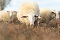 are you also a sheep