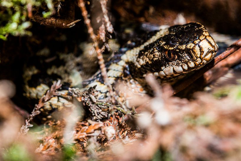 Adder - Vipera berus by Rob Smit
