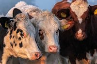 Groepje bonte koeien in de ochtendzon