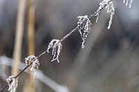 Macro photo of a twig with hoarfrost