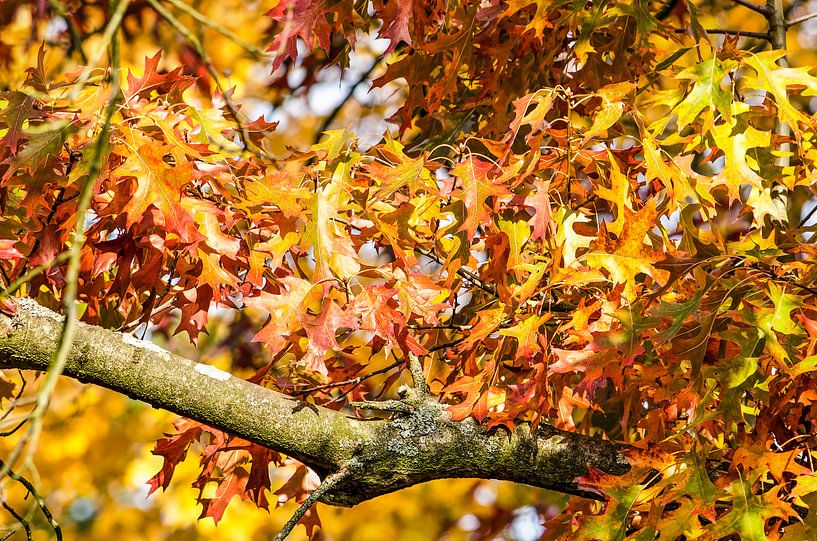 Farbenfestival von Frans Blok - Fotos, Kunst und weitere Wanddekoration