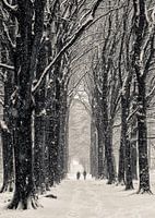 Winter Avenue