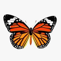 Butterfly - orange