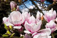 Magnolie in Blüte