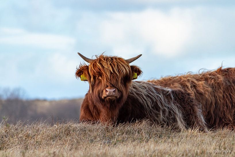 Schottischer Highlander im Naturpark Lentevreugd in Wassenaar von Shot By DiVa