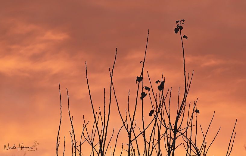 Simple Sunset by Nicole Harren