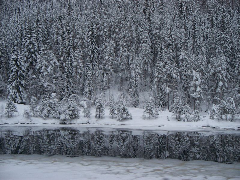 Winter  von Danielle van der Kolk