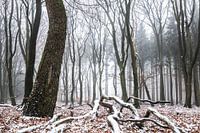 Winterlicher Wald