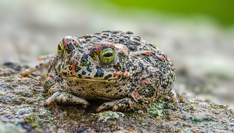The green toad a beautiful frog by Hans Hut