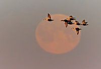 Eiderenten und der Mond