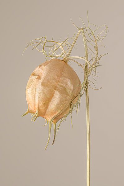 Ländliche Einfachheit: Kopf hoch! Eine vertrocknete Jungfer im Grünen lässt ihren Kopf fallen von Marjolijn van den Berg