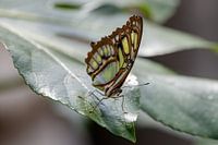 Malachit Schmetterling