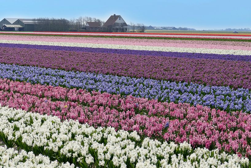 Hyazinthenfelder auf der Insel Texel von christine b-b müller