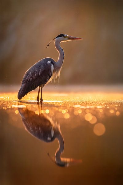 Grey heron (Ardea cinerea) by Christian Müringer
