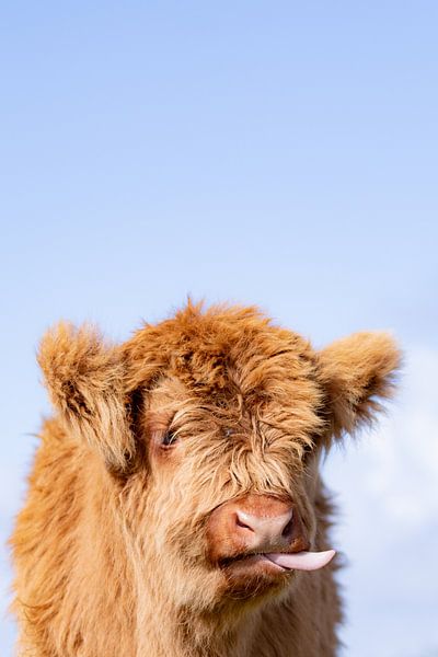Lustiges Kalb von Scottish Highlanders von Wandeldingen