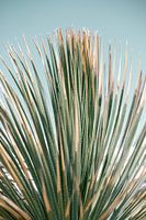 Botanisches Griechenland | Naturfotodruck | Europa Reisefotografie