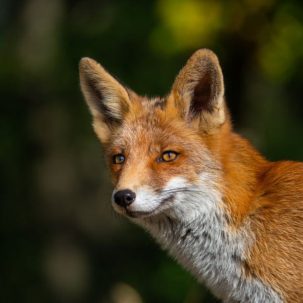 Le renard aux Pays-Bas par Omega Fotografie