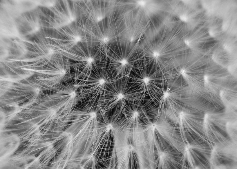 Löwenzahn | Bild | Schwarz und Weiß von Yvonne Warmerdam