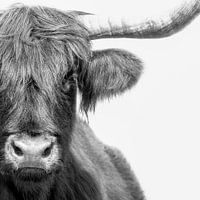 Schottischer Highlander