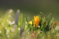 Crocuses in the morning dew