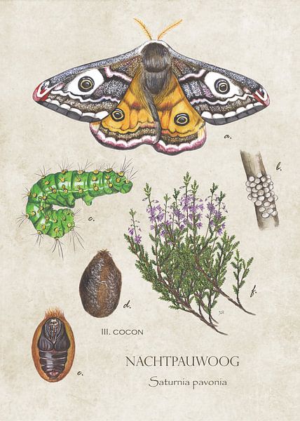 Nightmare eye - life cycle by Jasper de Ruiter