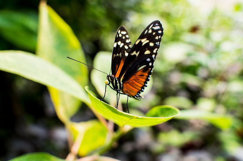 vlinder op blad von Tom Poelstra