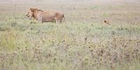 Lion et lionne dans les hautes herbes du Serengeti
