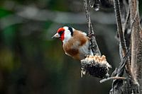 Colourful goldfinch in my garden.