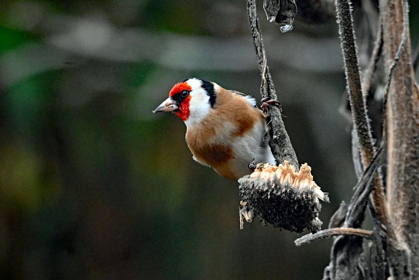 Colourful goldfinch in my garden. by Vrije Vlinder Fotografie