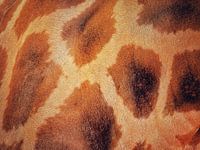 Het patroon van de giraffe