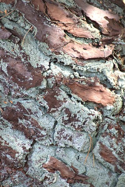 schöne Natur 2 / grüne Baumrinde stehend von Studio Miandala