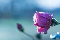 Roos met druppels