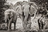 Famille d'éléphants en Afrique du Sud en noir et blanc