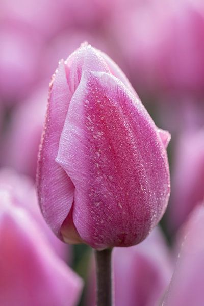 Tulipe violette avec gouttes de rosée par Sander Groenendijk